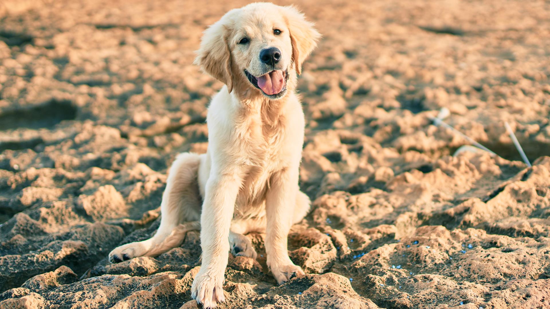 dog on beach
