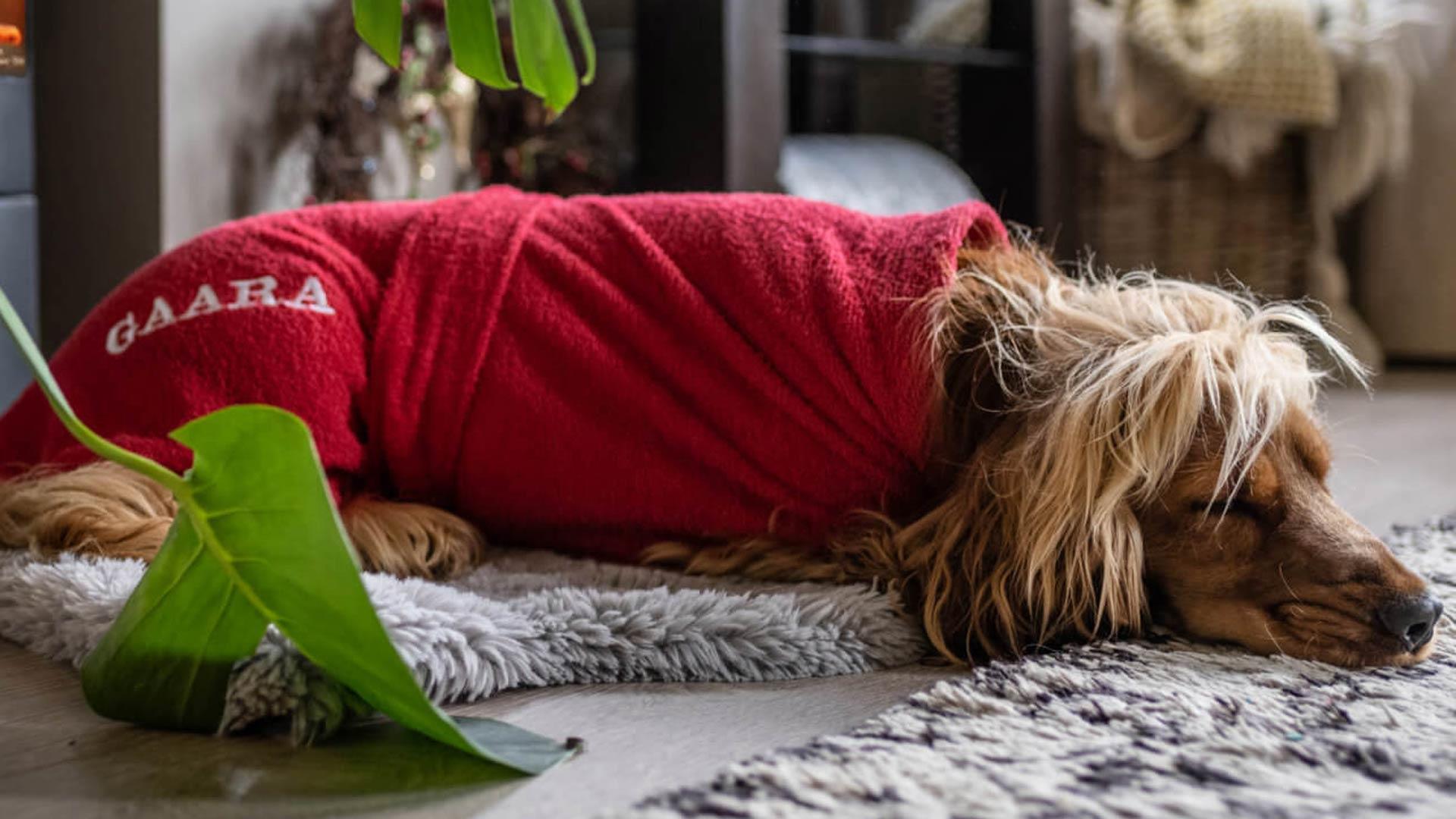 Dog in a robe