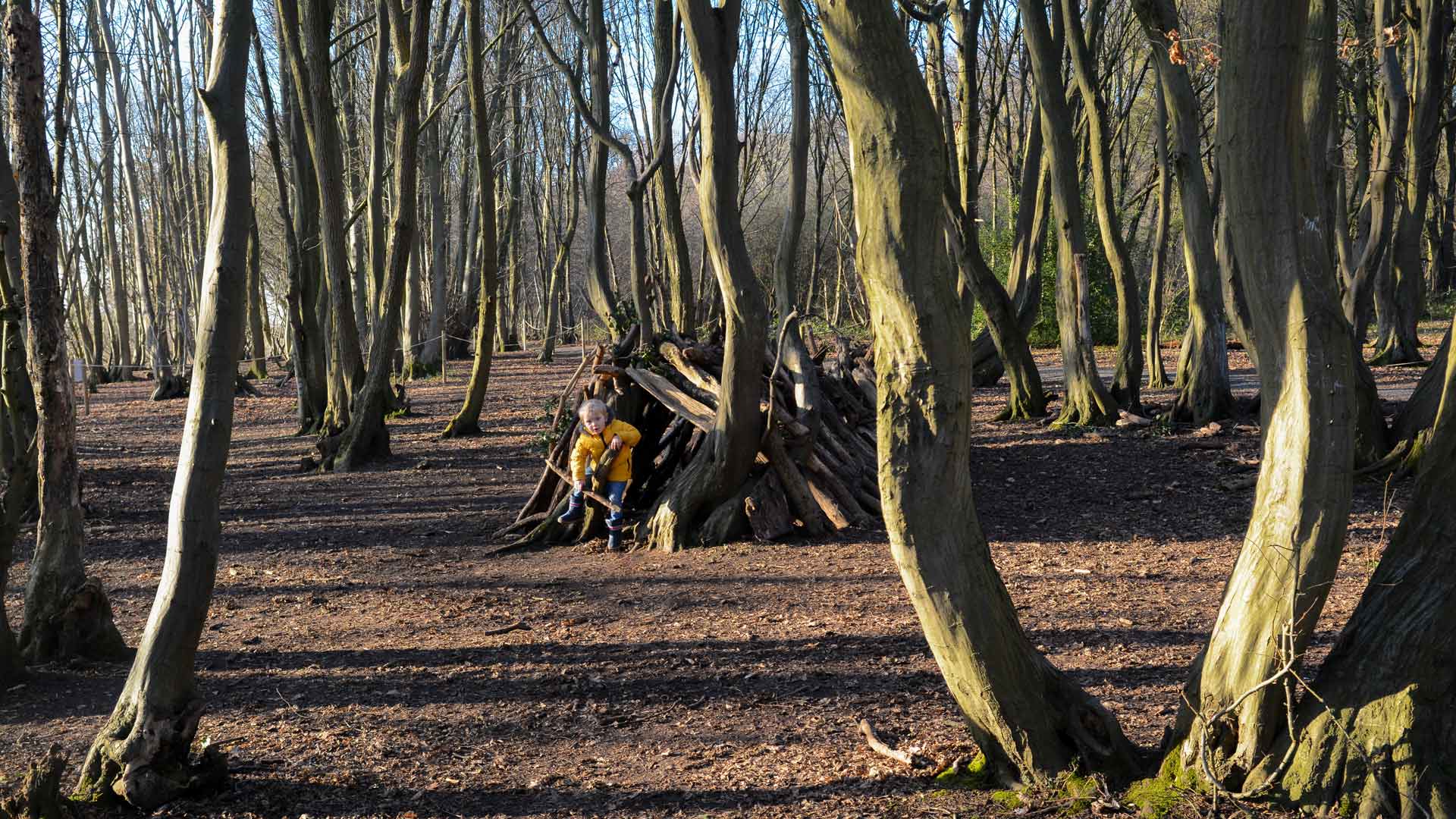 small tent in the woods