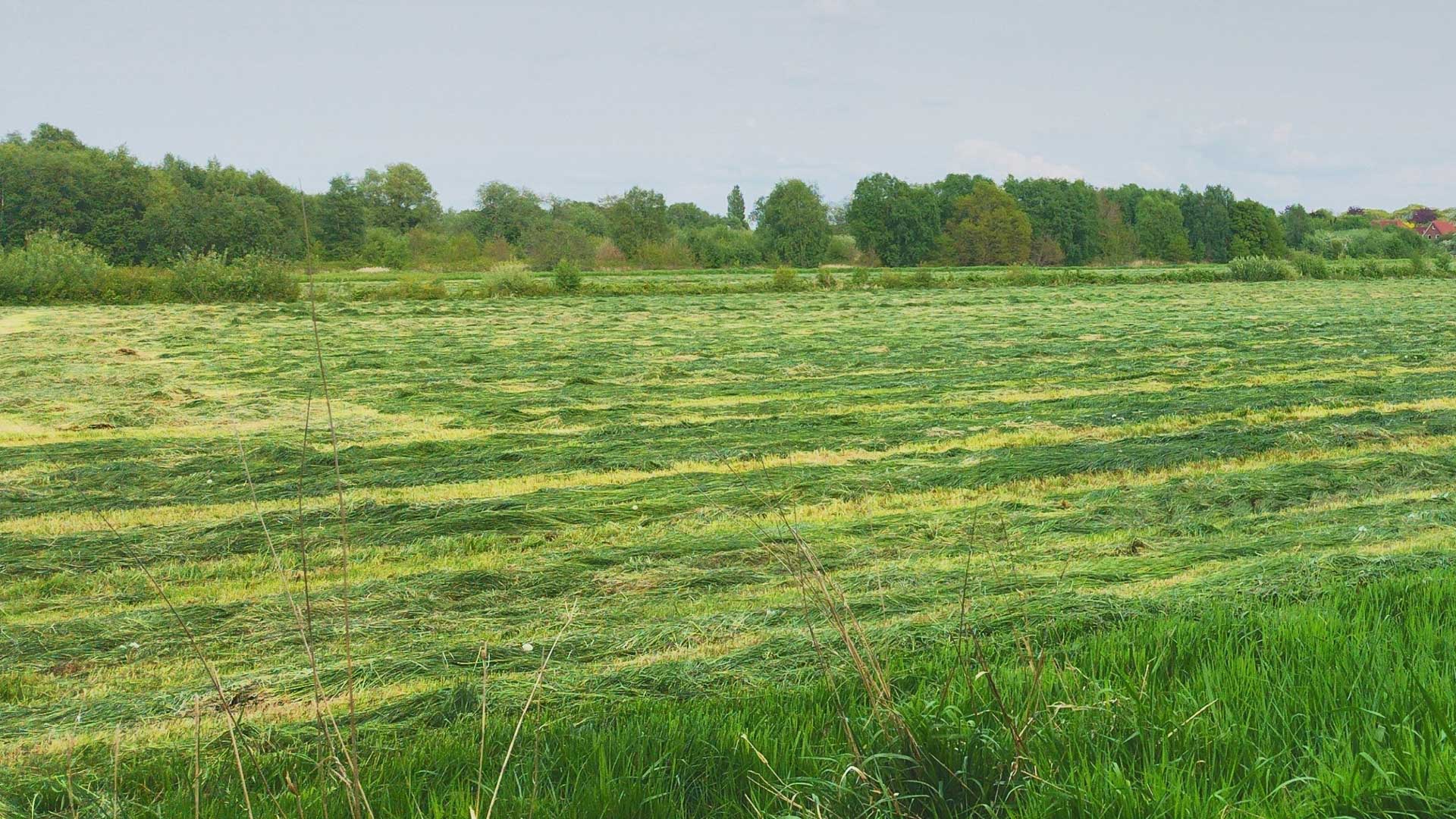 Hay Field