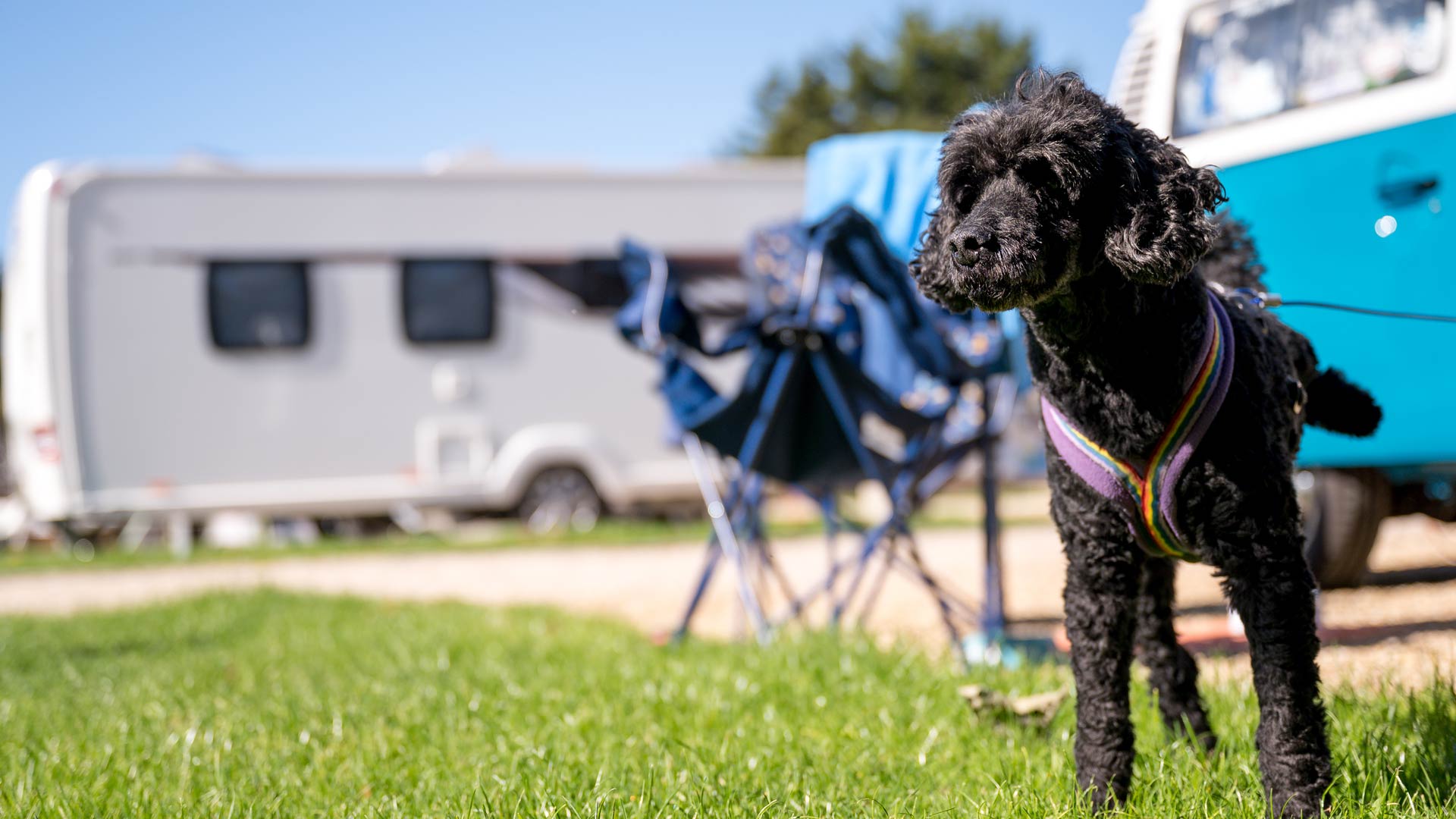 Dog camping