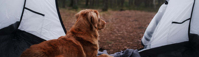 Dog in tent