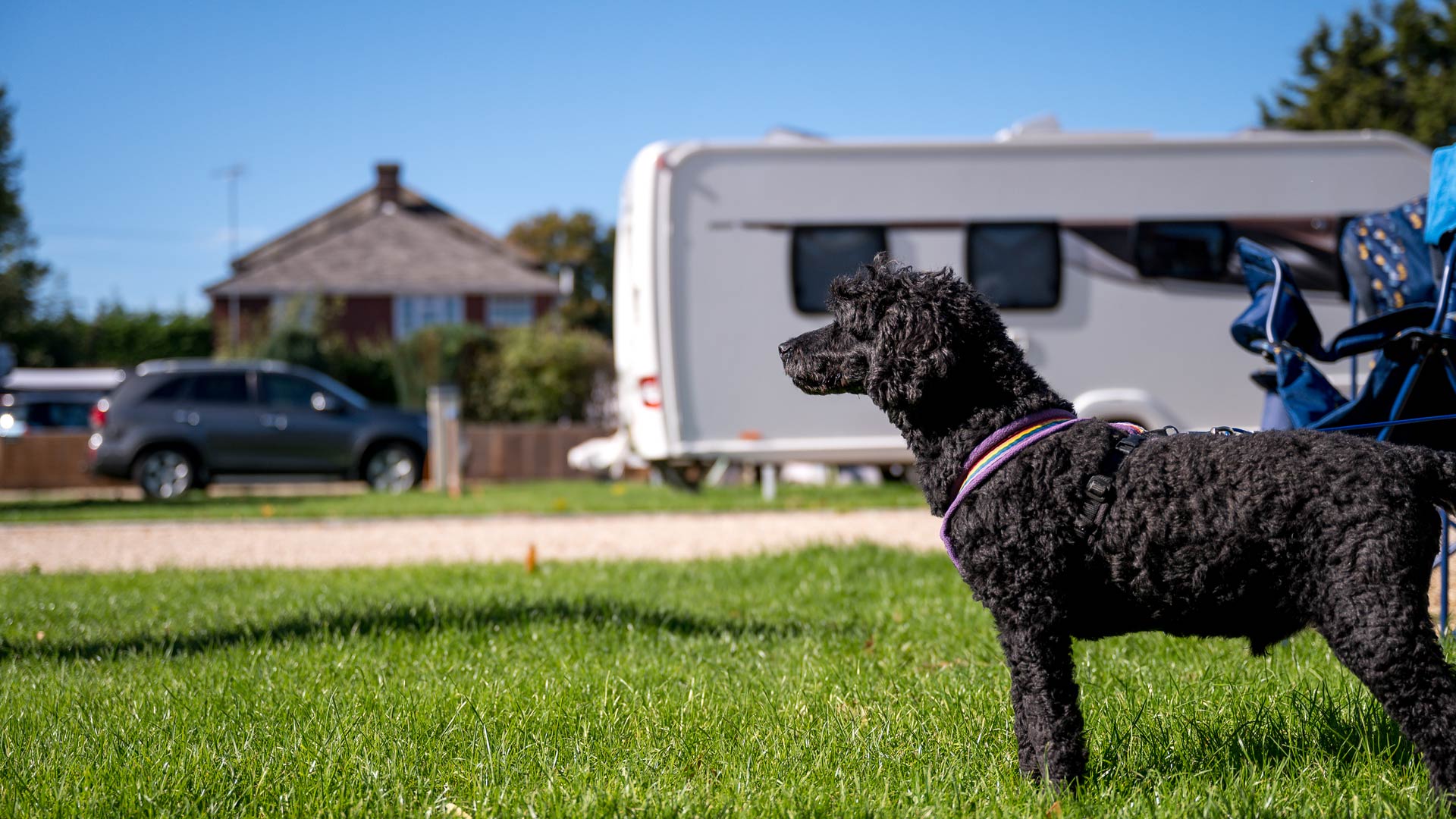 Dog camping