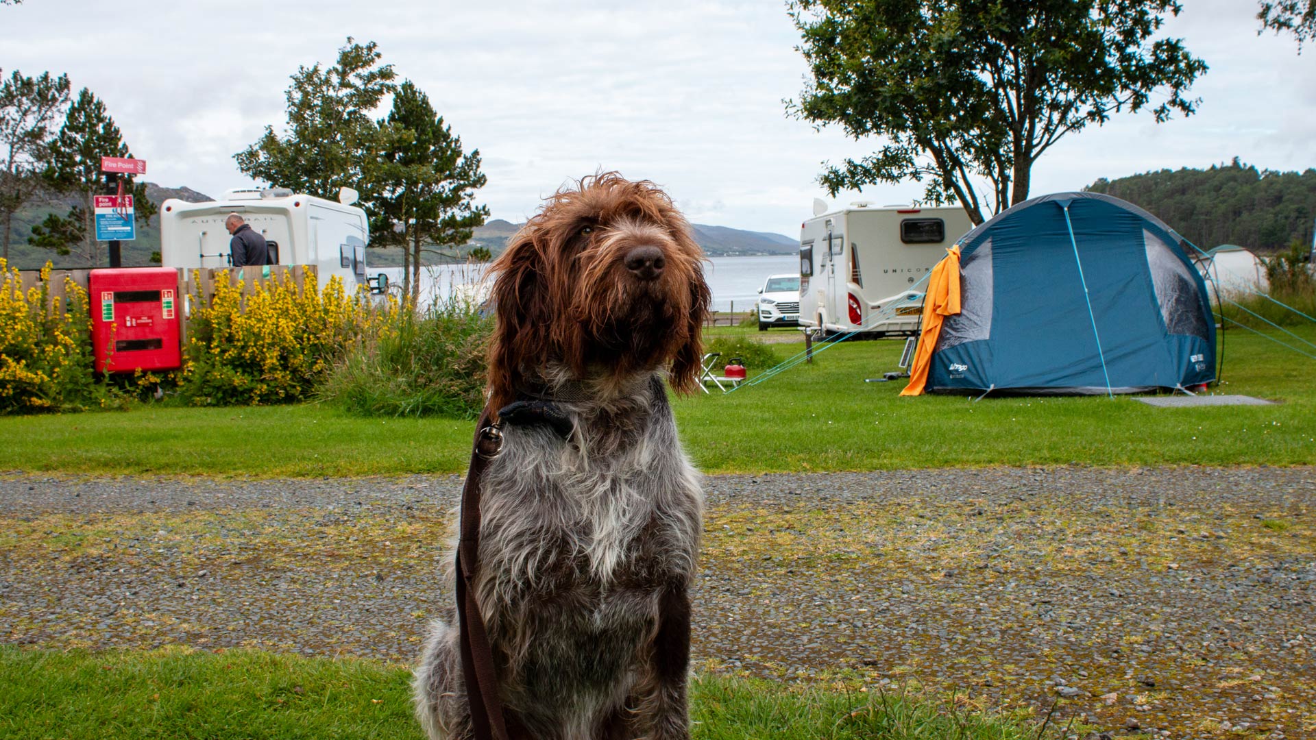 Dog camping