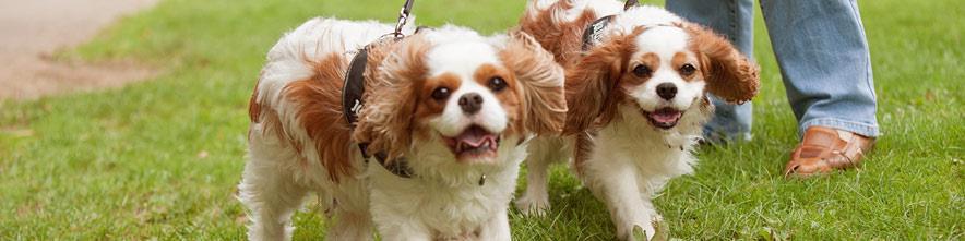 Camping with dogs 2