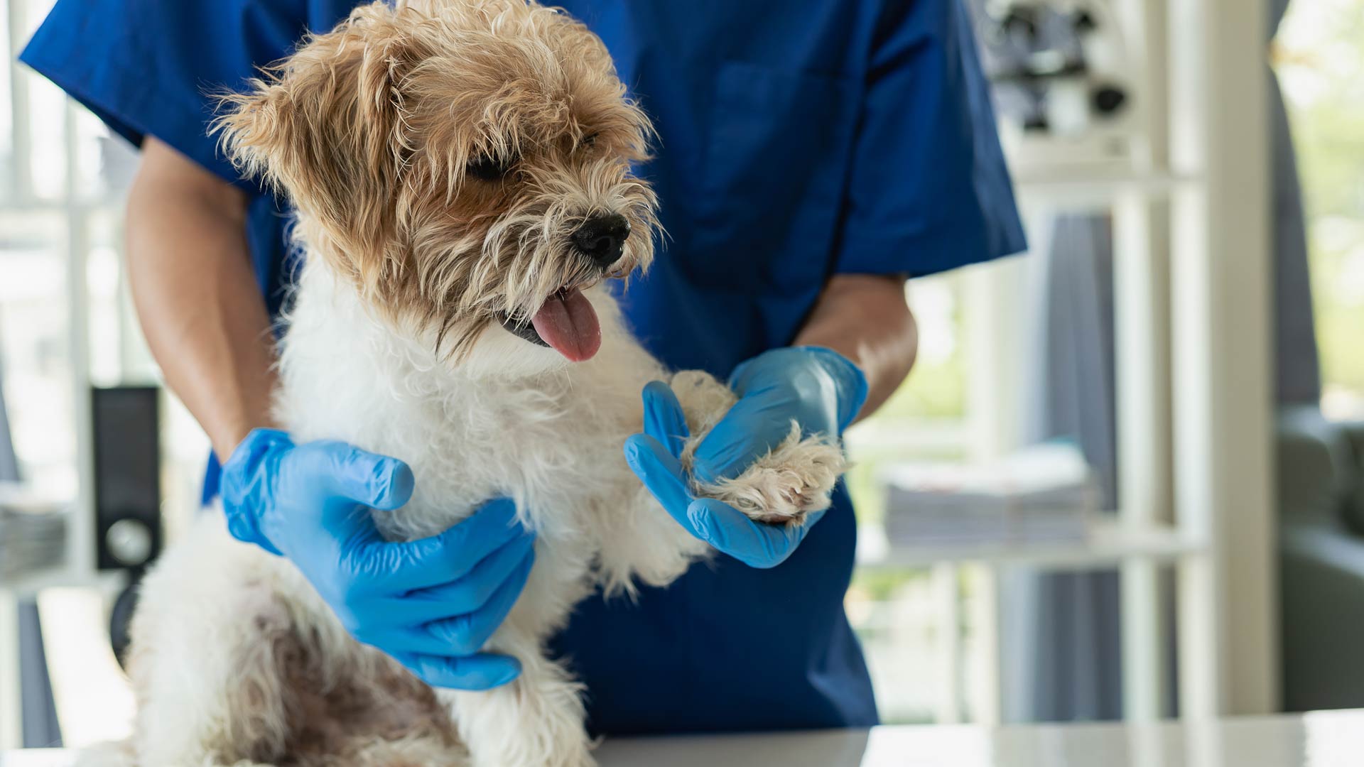 dog at vet