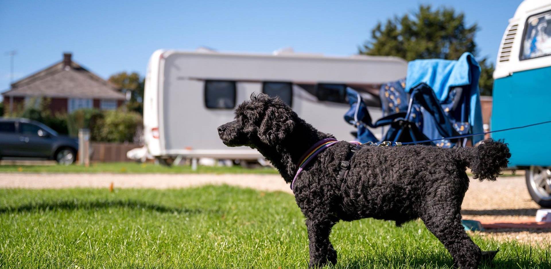 Caravanning with a dog