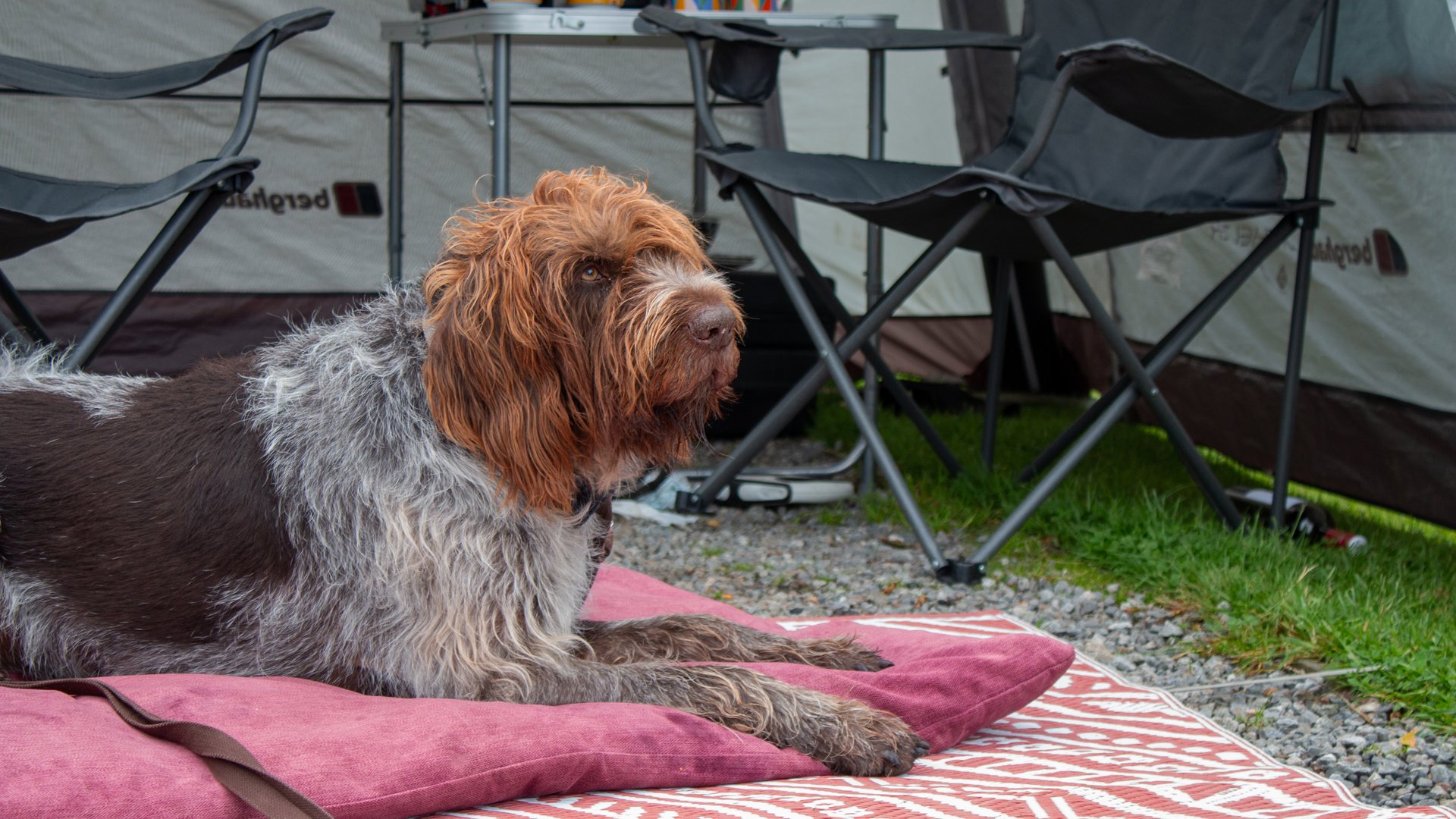 Dog outdoors