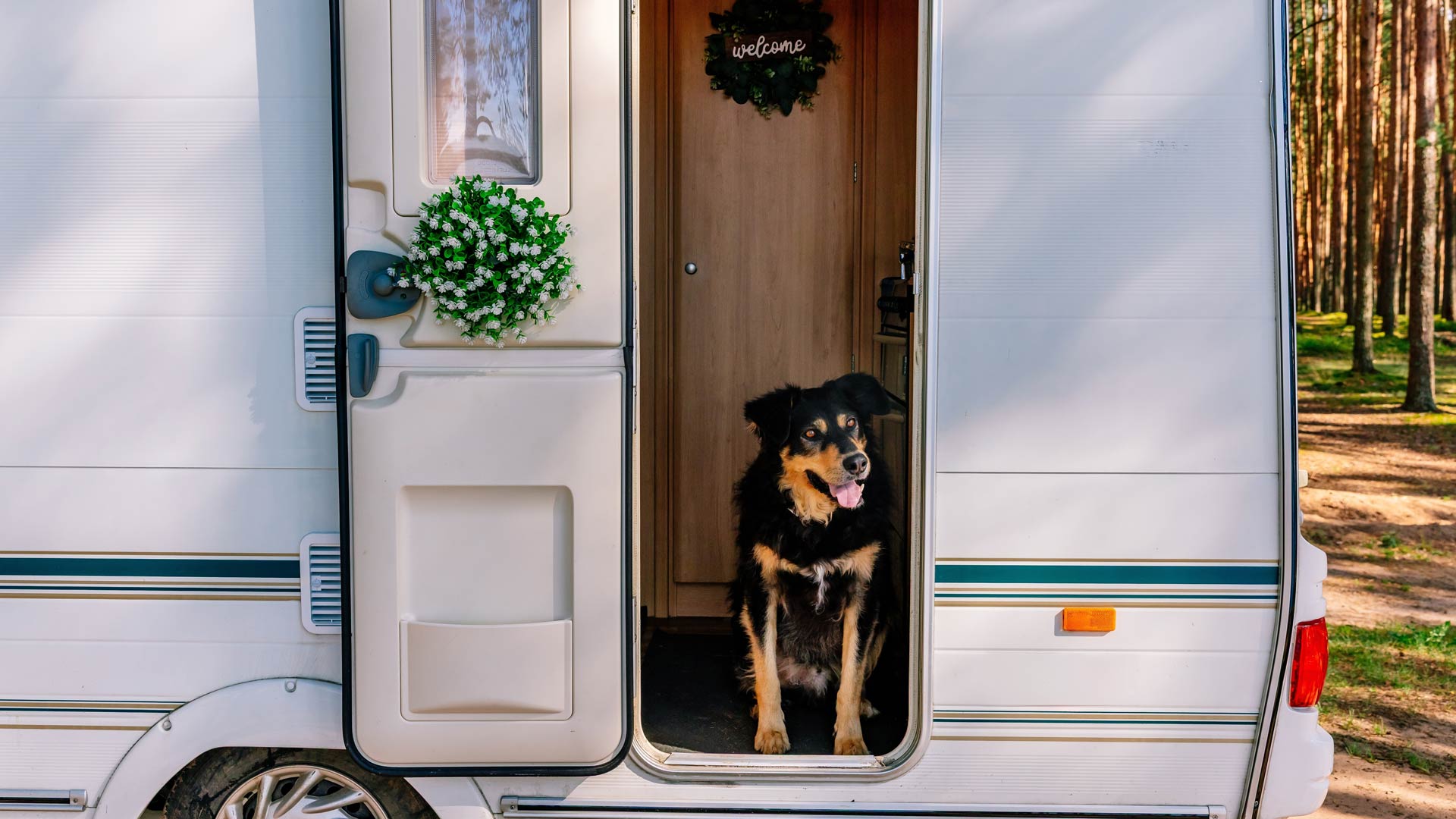 Caravanning with a dog