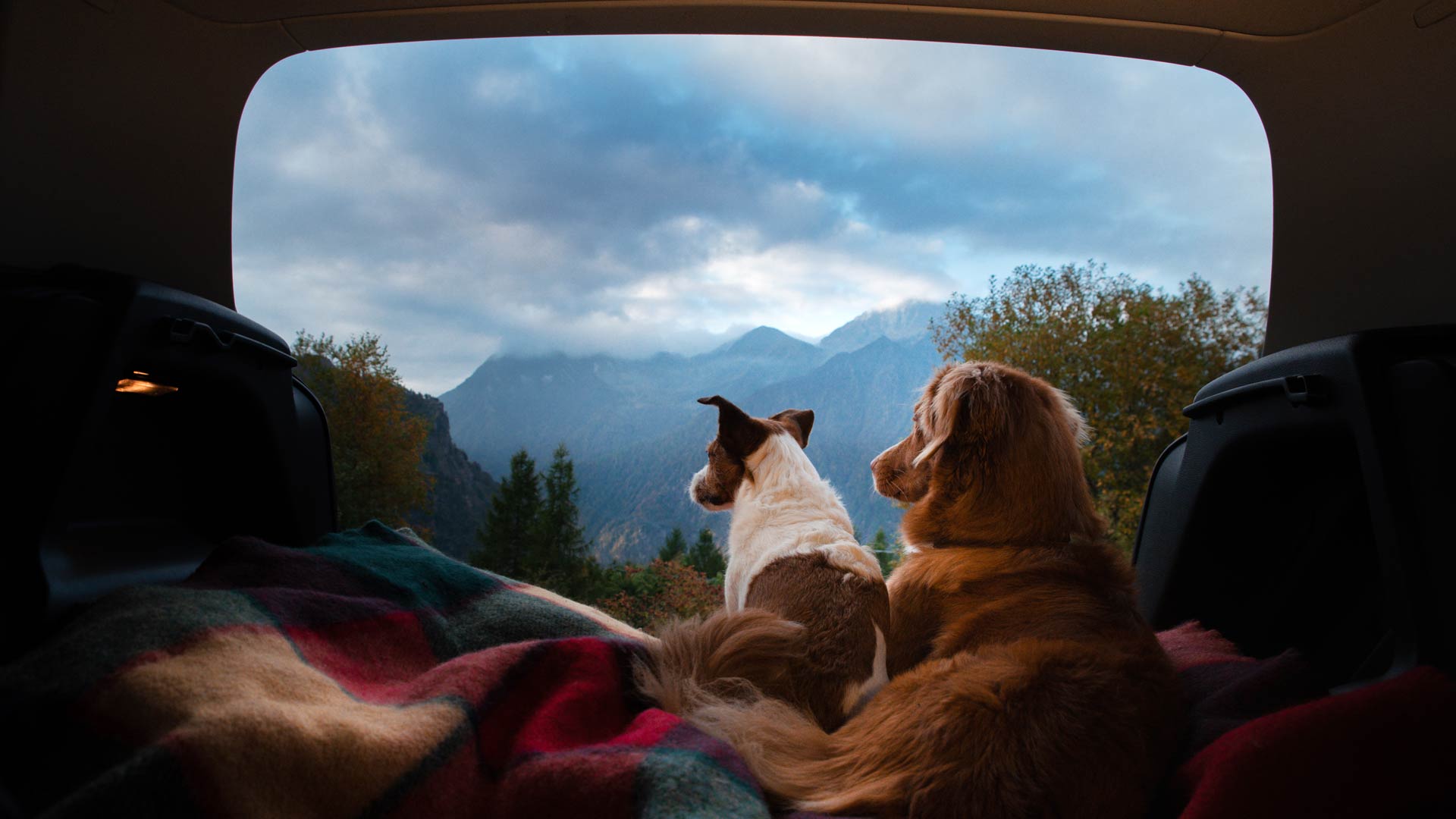 Caravanning with a dog