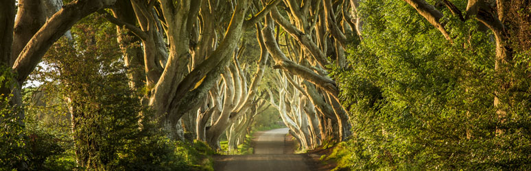 Dark Hedges