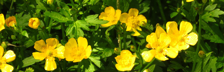 Bulbous buttercup