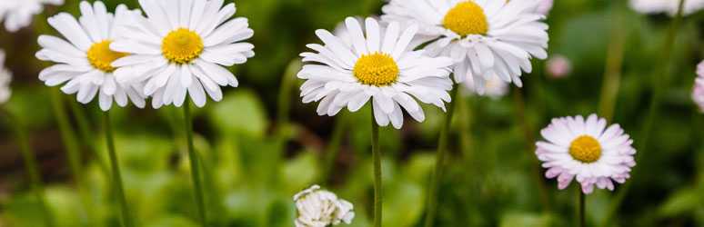 Common daisy