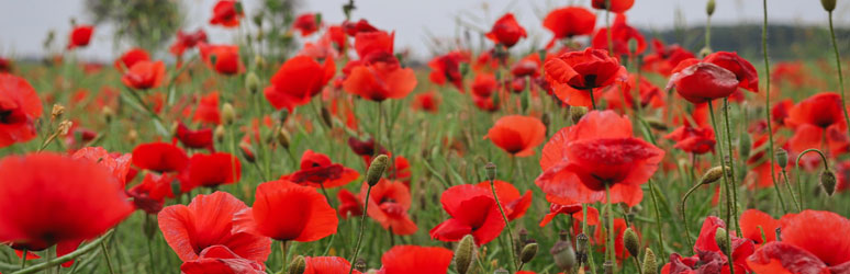 Common poppy