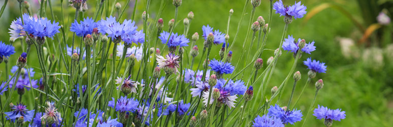 Cornflowers