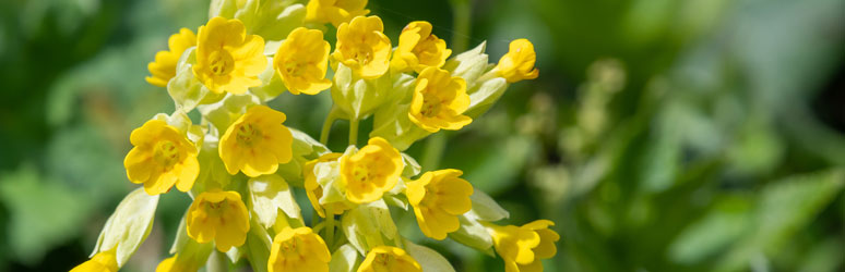 Cowslip