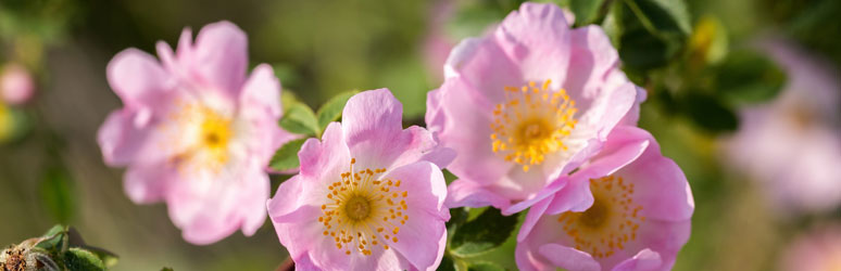 Dog rose