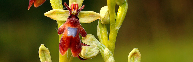 Fly orchids