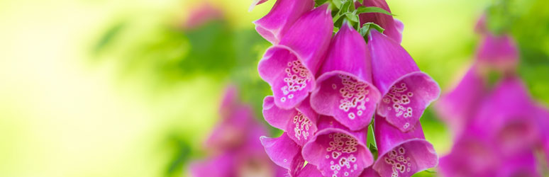 Foxglove