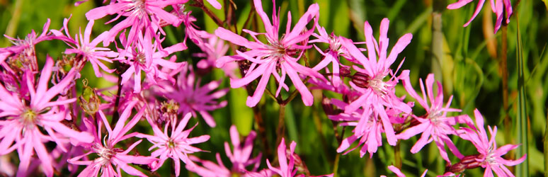 Ragged robin