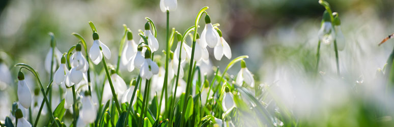 Snowdrops