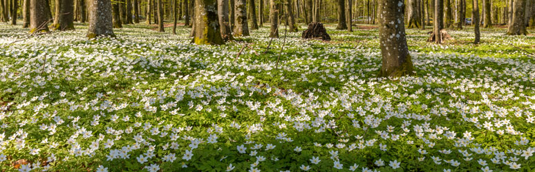 Wood anemone