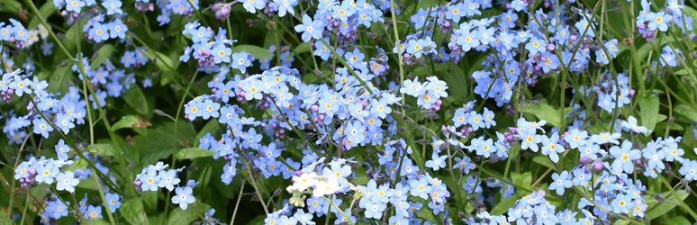 Wood forget me not