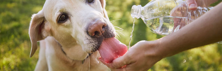 Dog drinking water