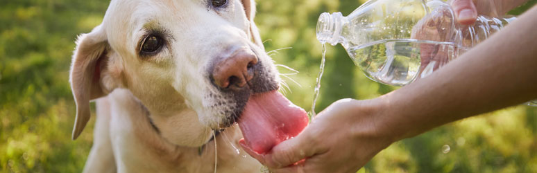 Dog drinking water