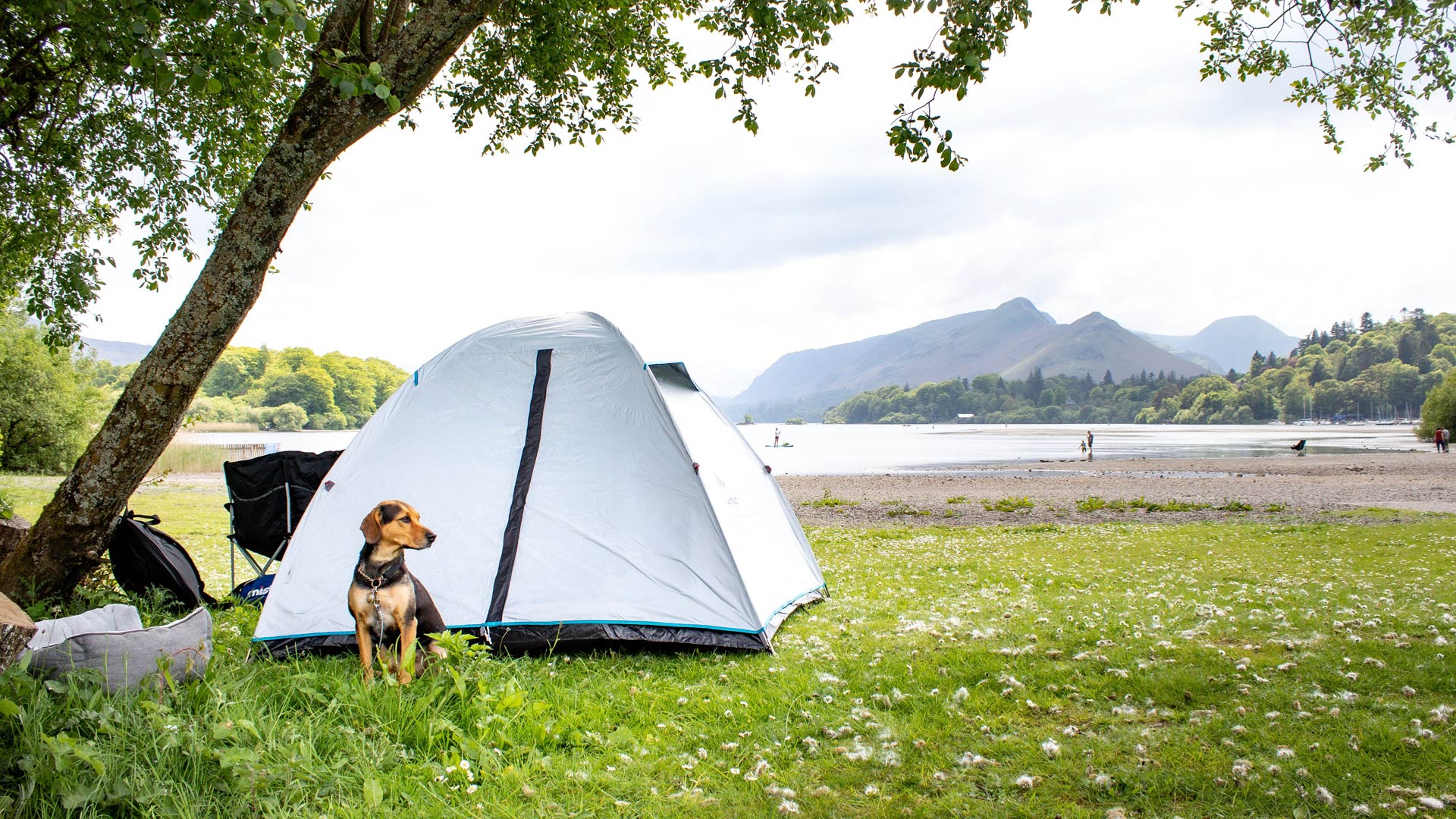 dog outside tent