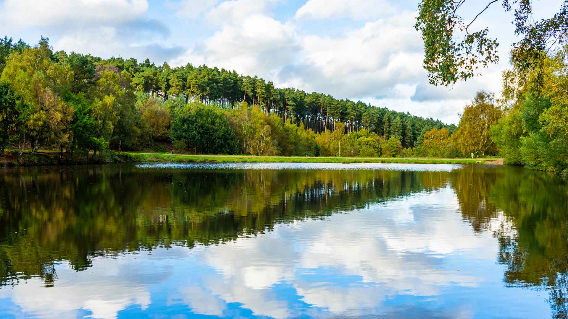Cannock Chase