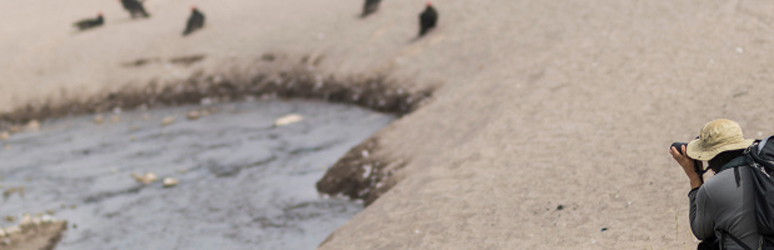 Man birdwatching on beach