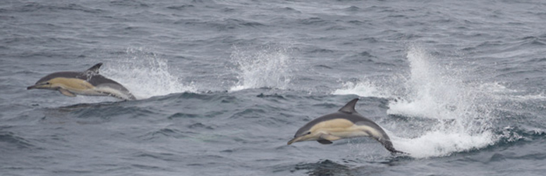 Dolphins seen from UK beach