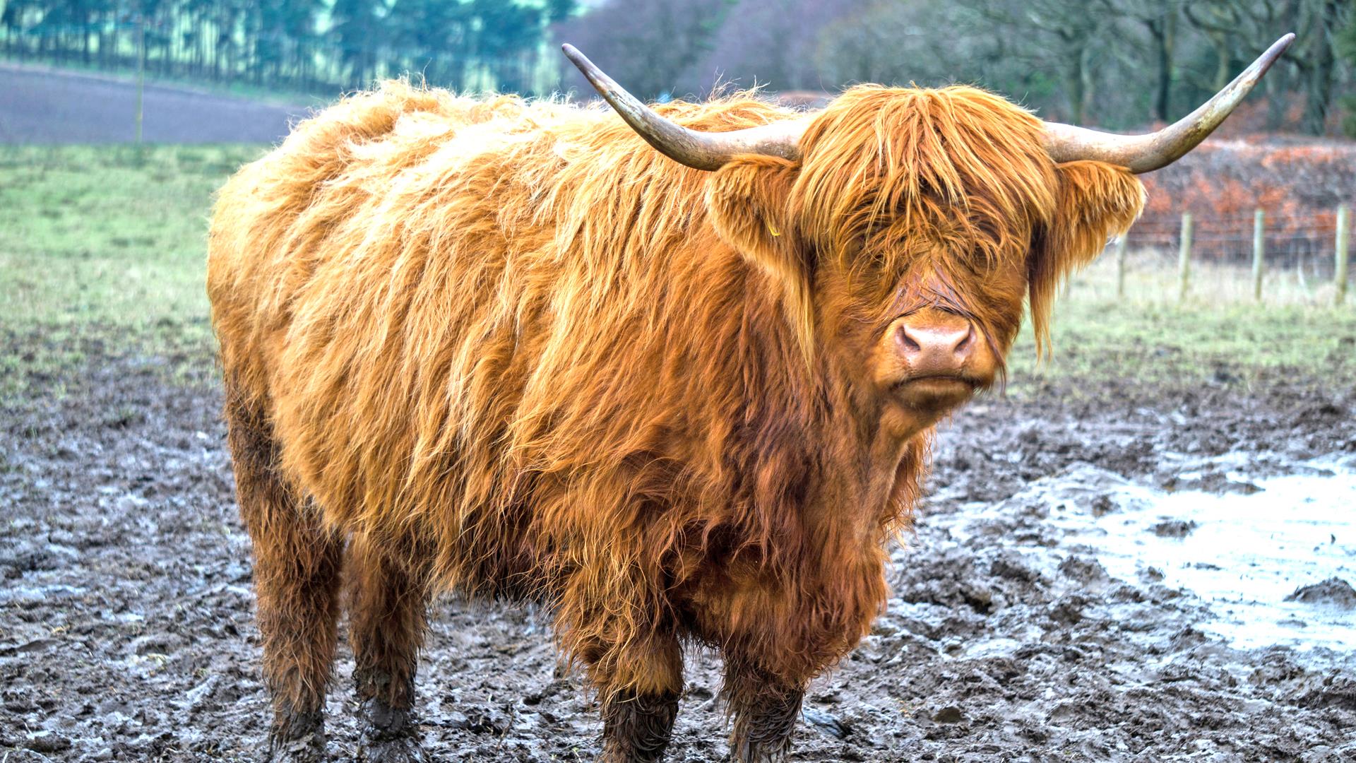 cow