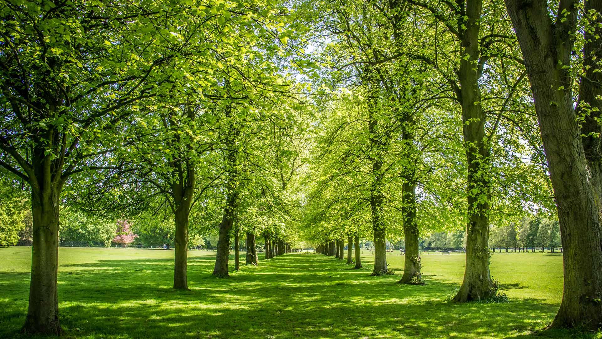 Country park