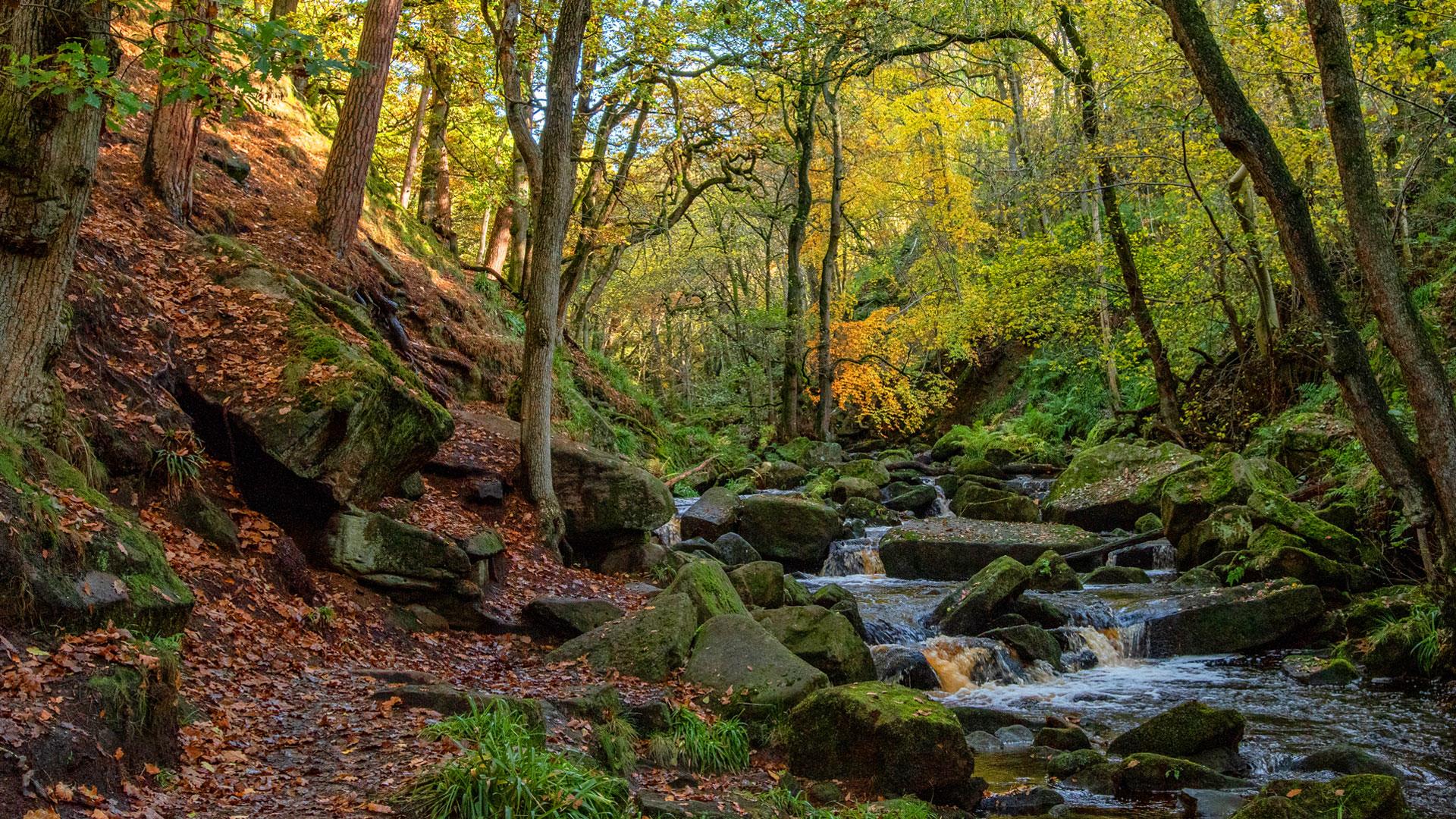 Padley Gorge