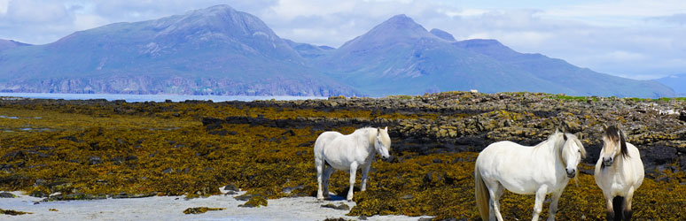 Isle of Muck