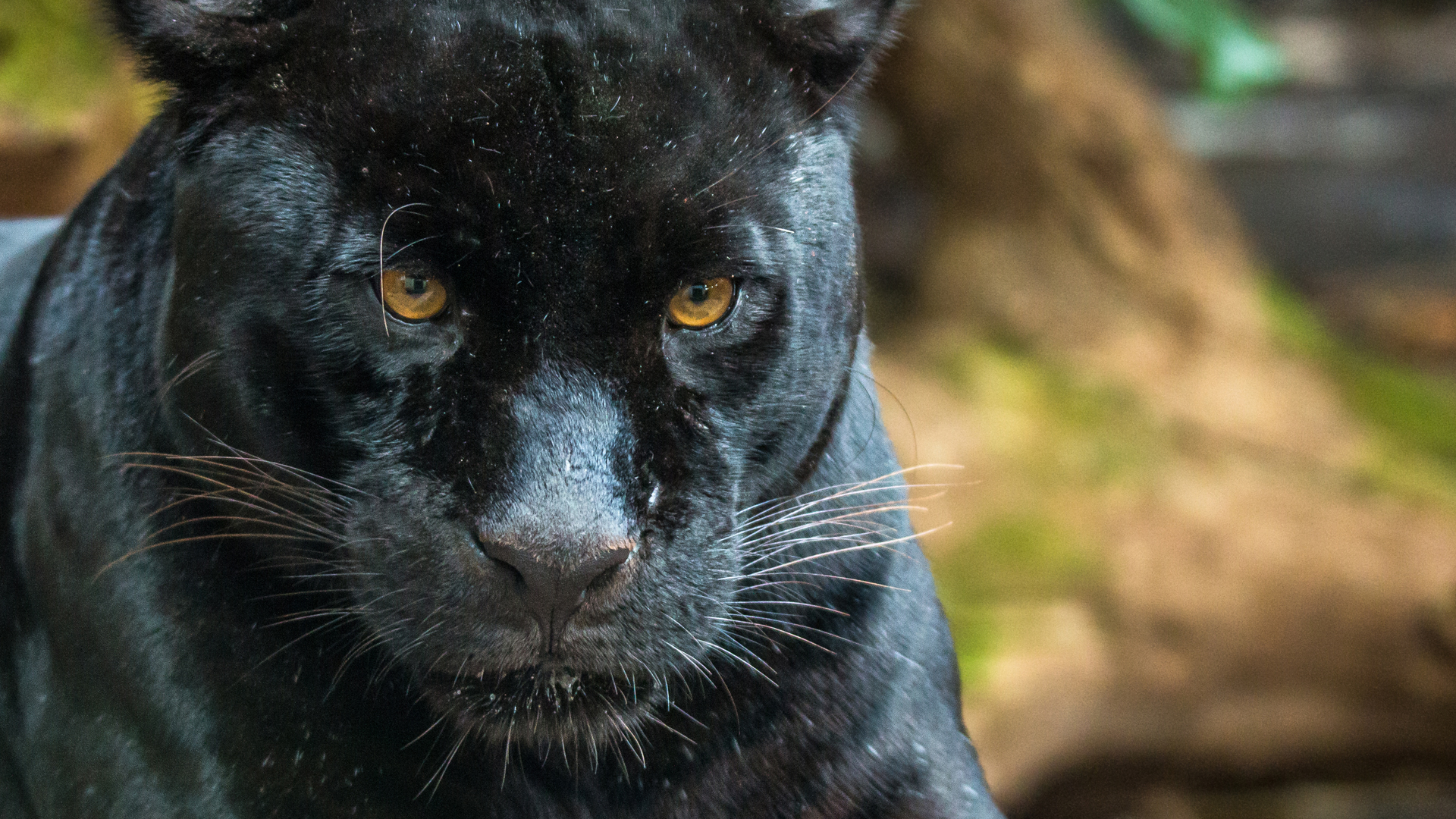 Black Panther, Chester Zoo