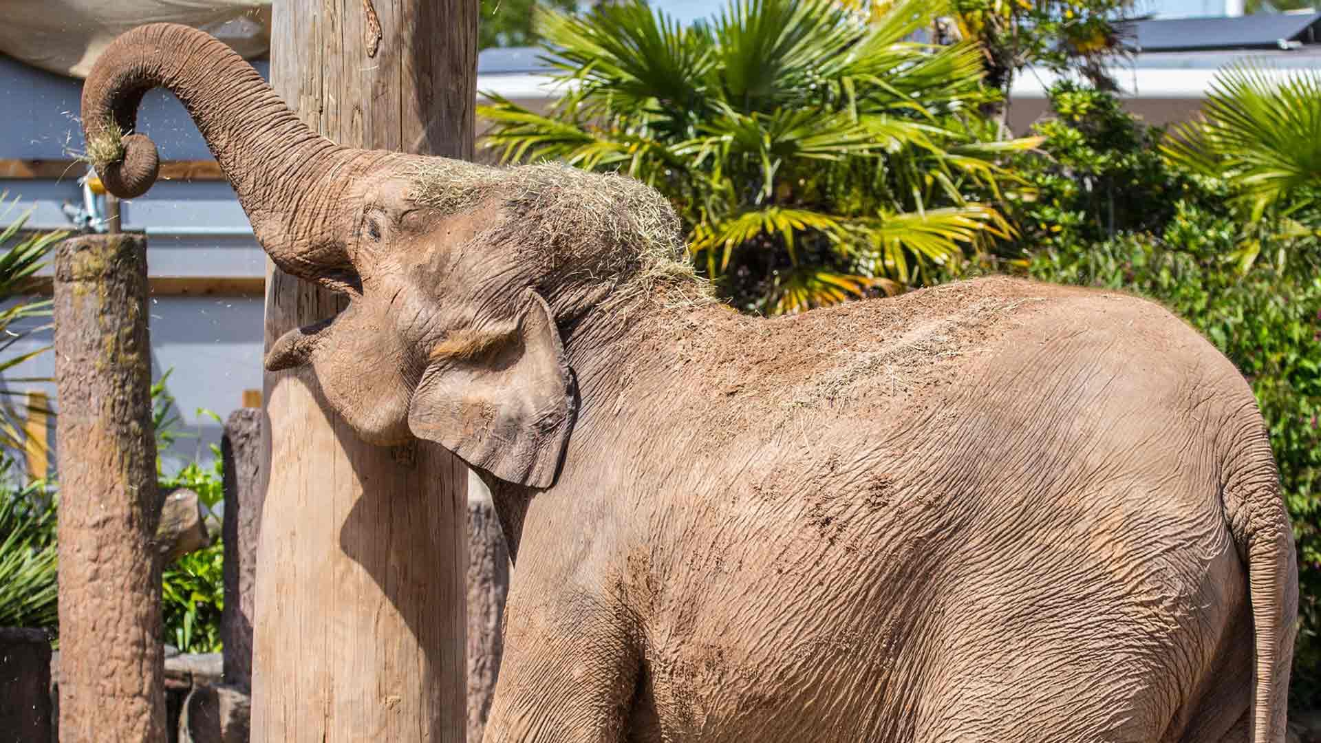 elephants in Chester Zoo