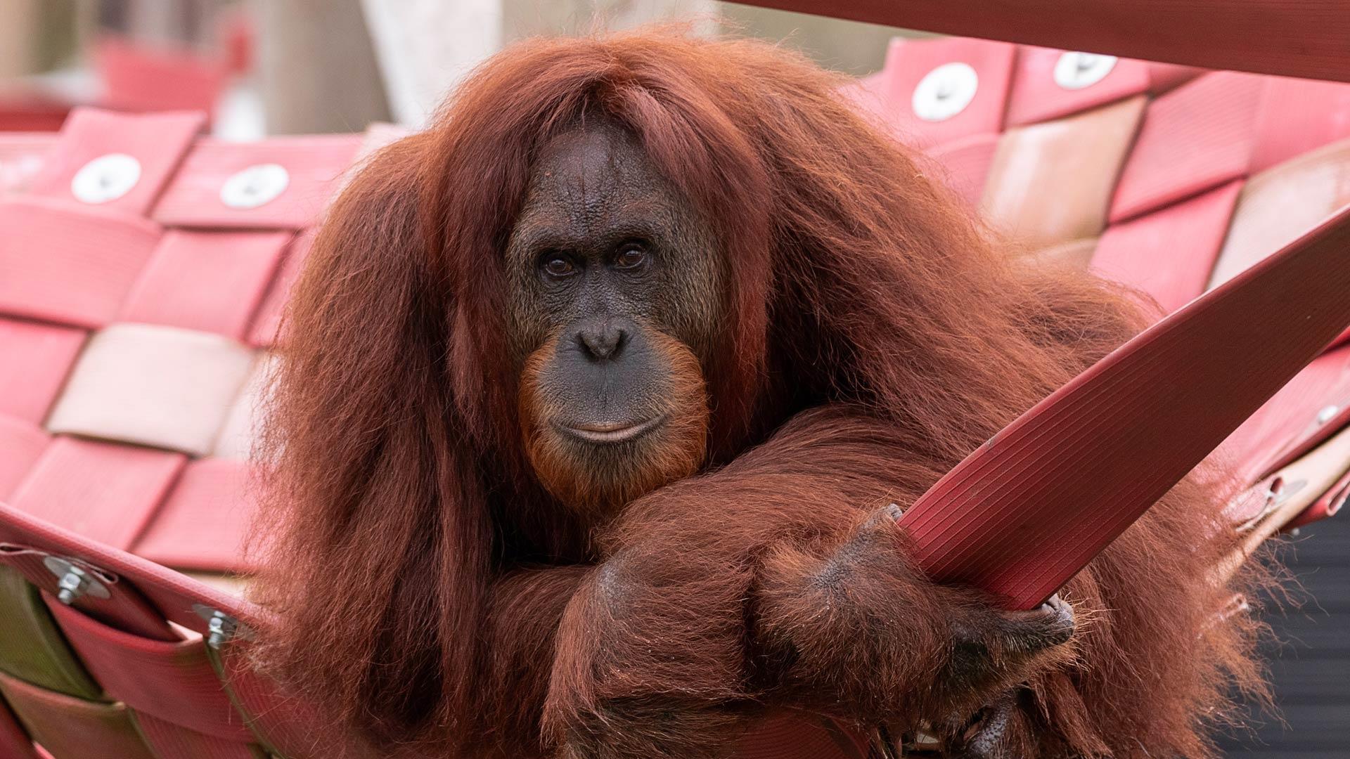 Monkey World