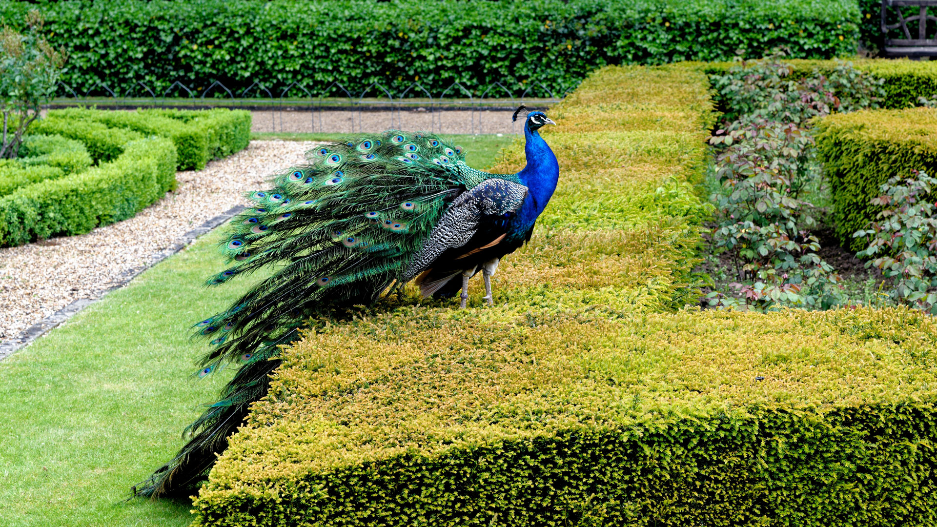 Peacock Garden Warwick Castle