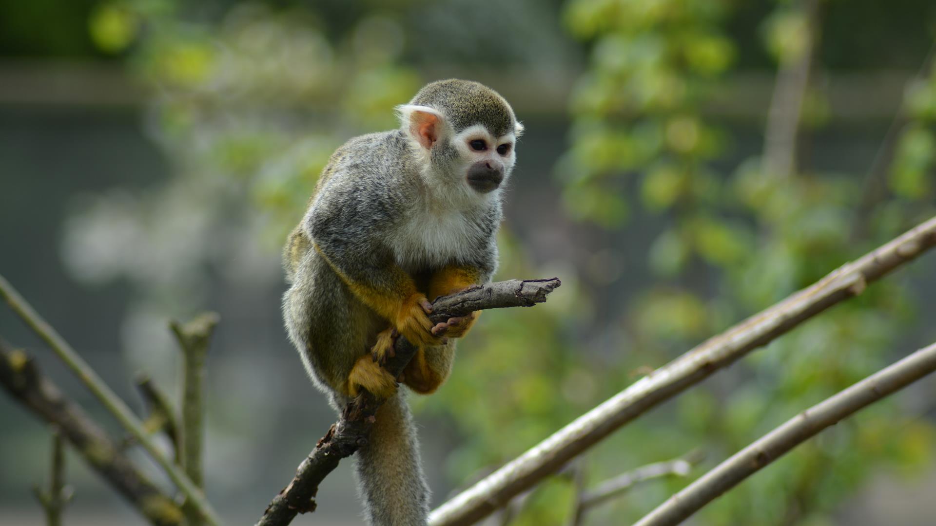 monkey