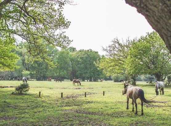 Ponies on Ashurst campsite in the New Forest