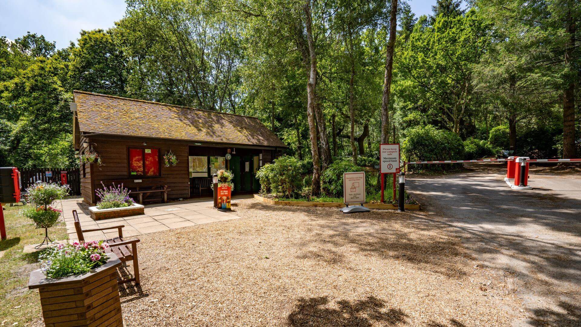 Woodland Tent Pitch