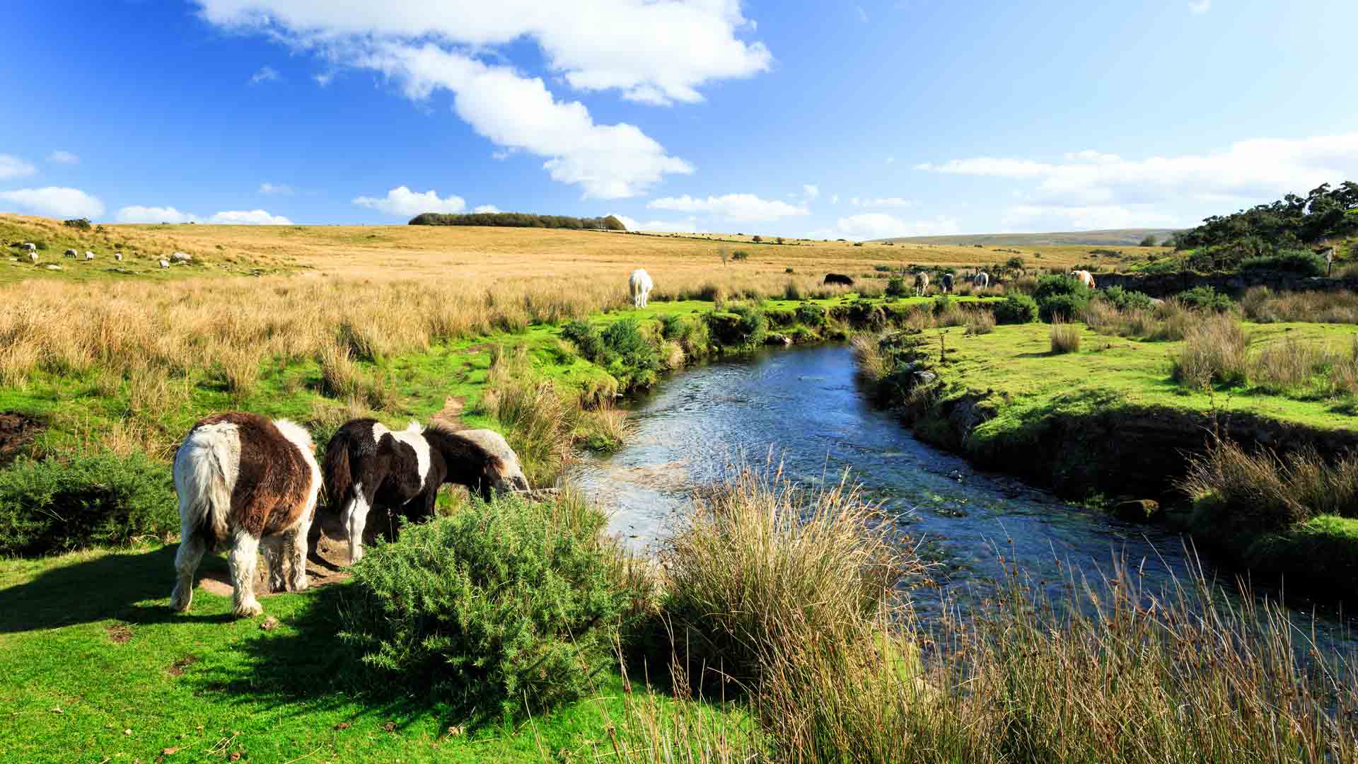 Dartmoor National Park