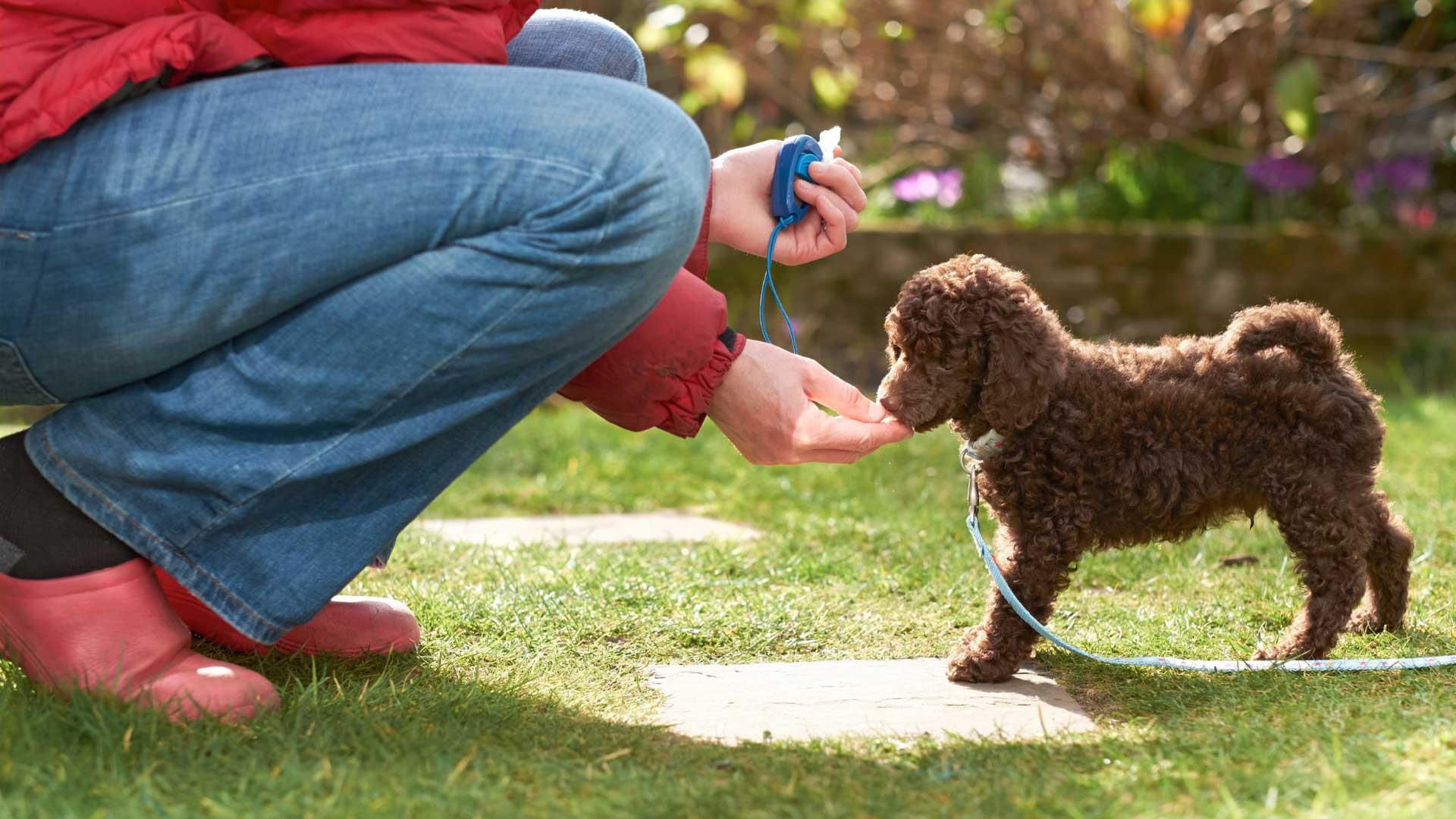 Person kneeling down offering a treat to a small brown dog.