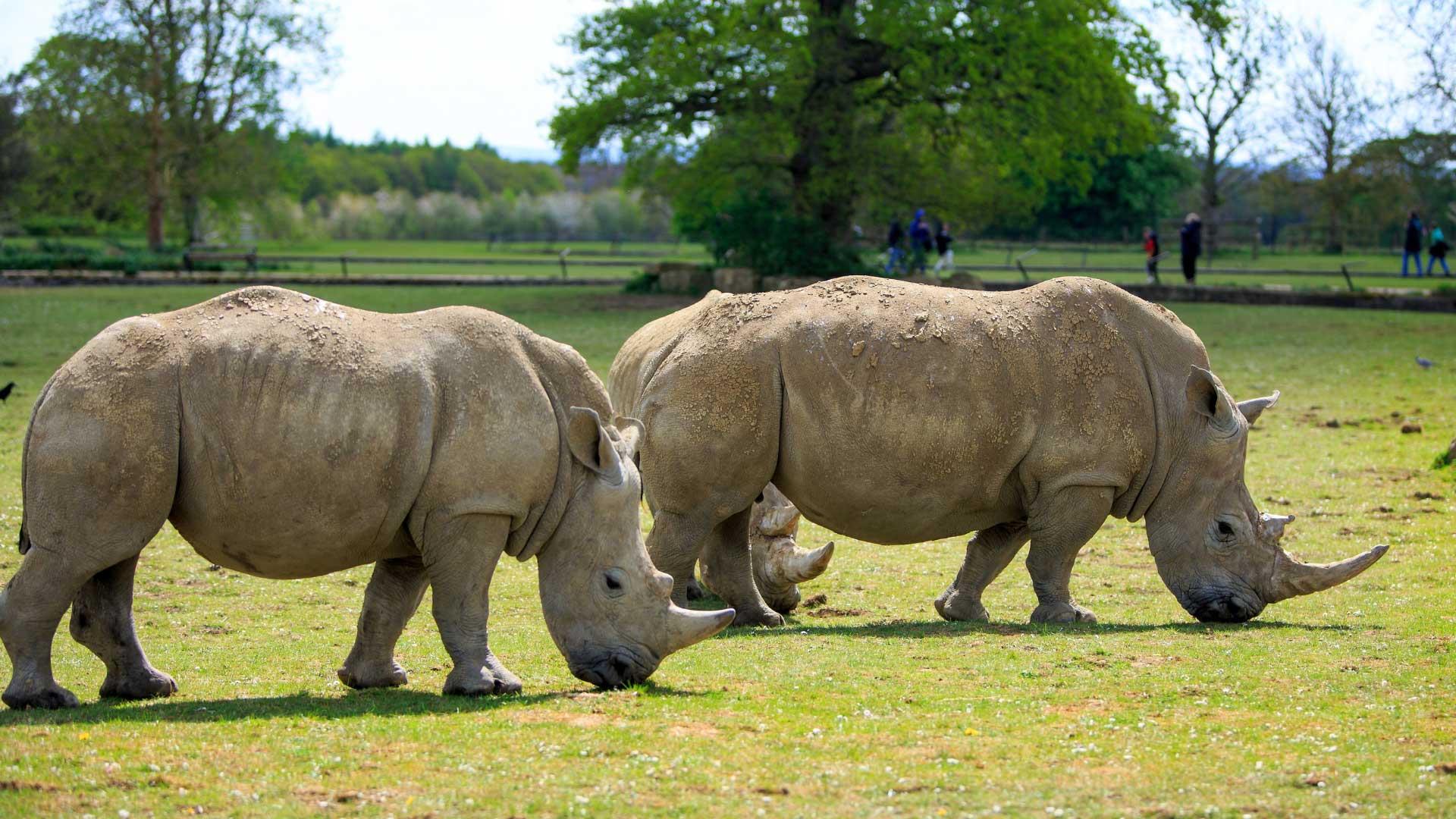 Two rhinos in a field