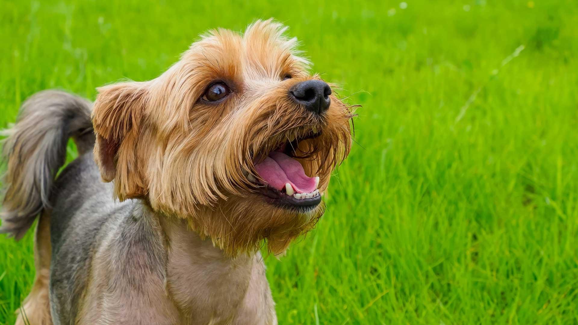 A small dog looks up open-mouthed, it is standing on lush green grass.