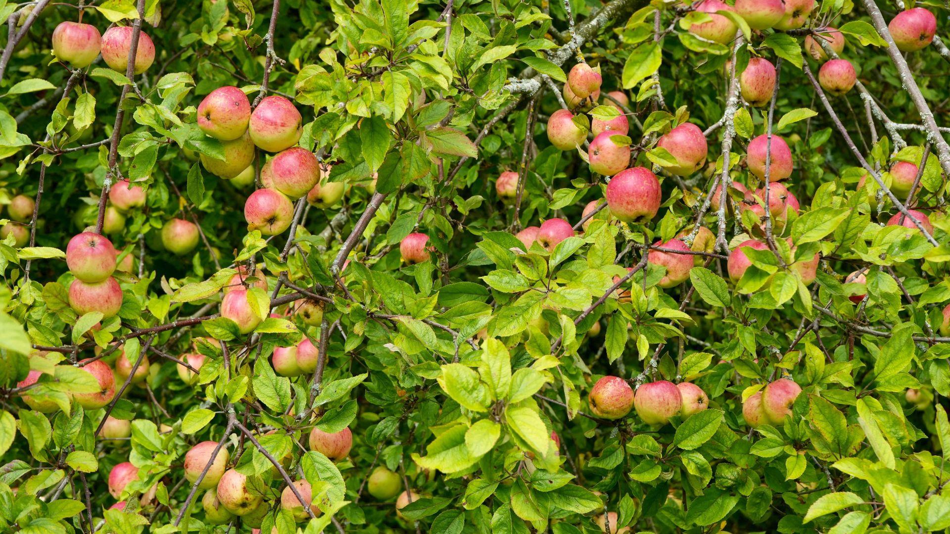 Cider apples