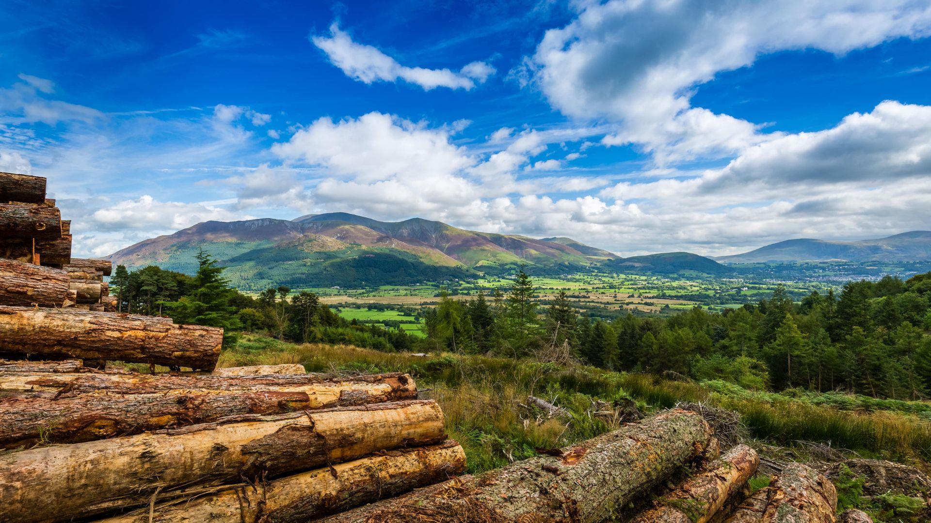 Whinlatter Forest